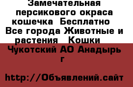 Замечательная персикового окраса кошечка. Бесплатно - Все города Животные и растения » Кошки   . Чукотский АО,Анадырь г.
